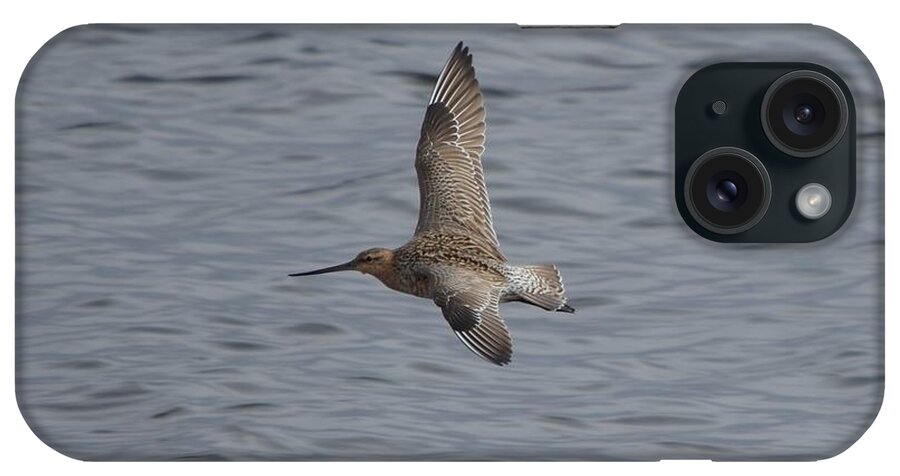 Bar-tailed Godwit iPhone Case featuring the photograph Bar-tailed Godwit #1 by James Petersen