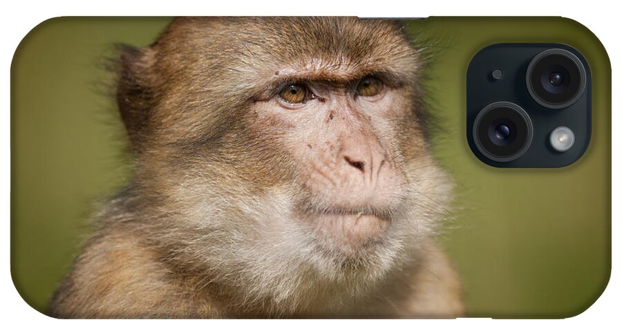 Monkey iPhone Case featuring the photograph Barbary Macaque #1 by Andy Astbury