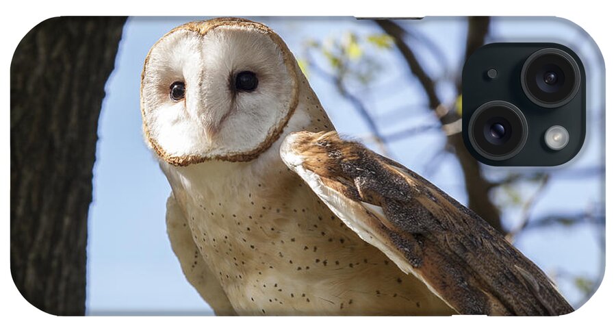 Alba iPhone Case featuring the photograph Barn Owl #1 by Jack R Perry