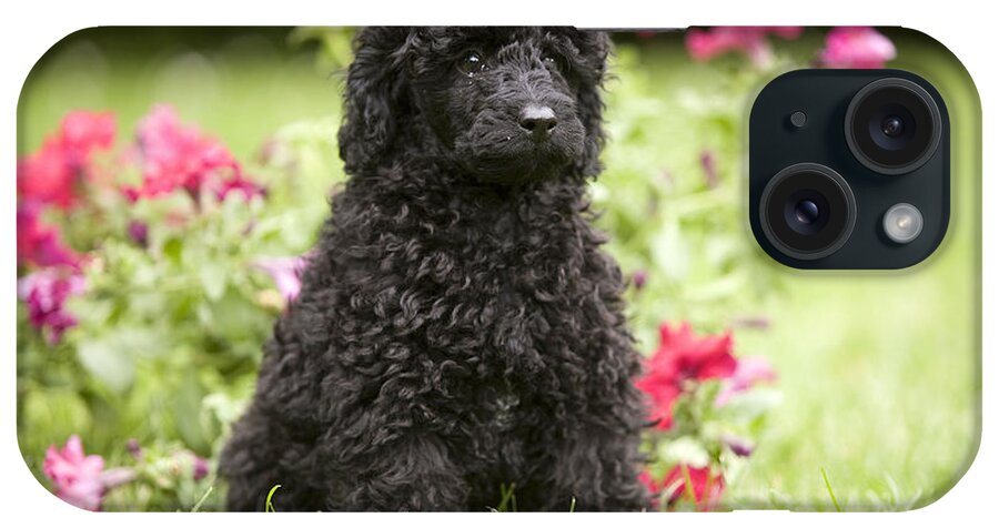 Dog iPhone Case featuring the photograph Black Poodle #1 by Jean-Michel Labat