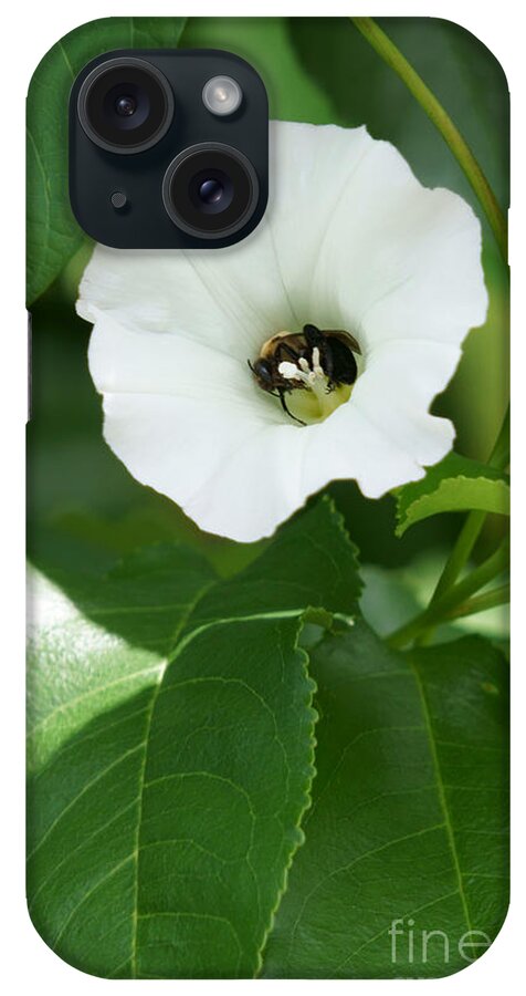 Bee iPhone Case featuring the photograph Blissful Bee #1 by Lilliana Mendez