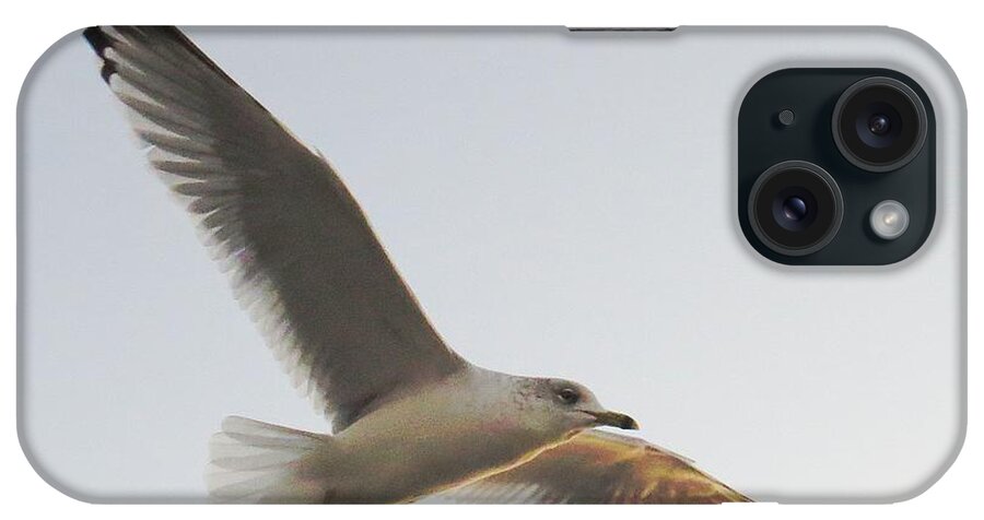 Birds Flying iPhone Case featuring the photograph Born Free #2 by Scott Cameron