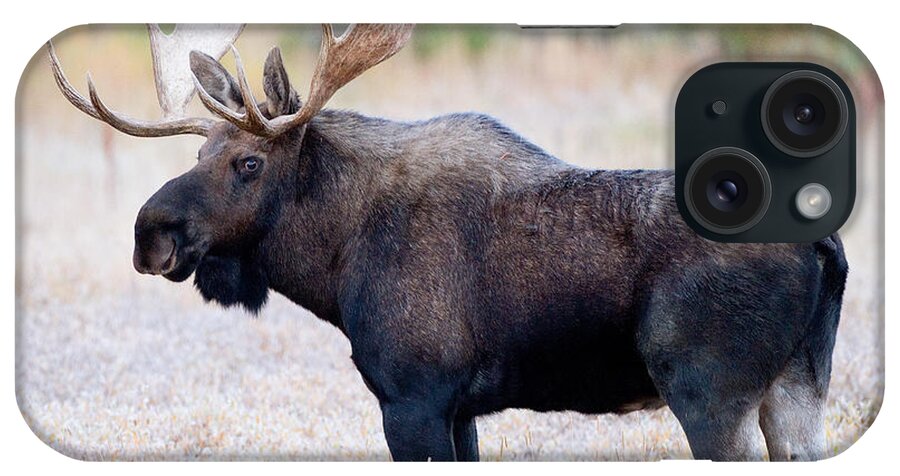 Moose iPhone Case featuring the photograph Bull Moose #1 by Max Waugh