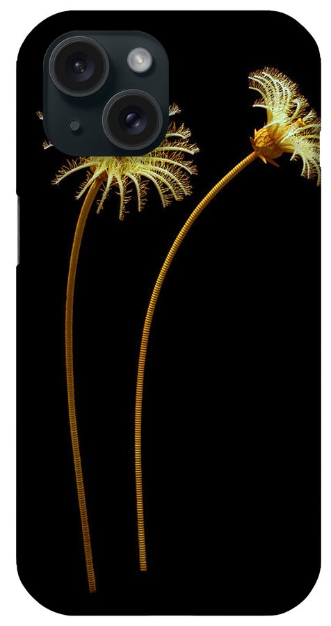 Illustration iPhone Case featuring the painting Burgess Shale Crinoid #1 by Chase Studio