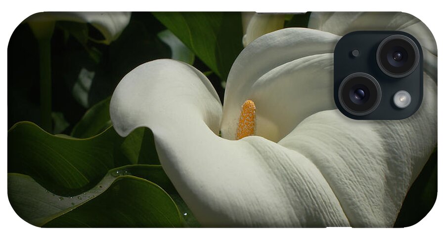 Calla Lilies iPhone Case featuring the photograph Calla Lilies #1 by Ernest Echols