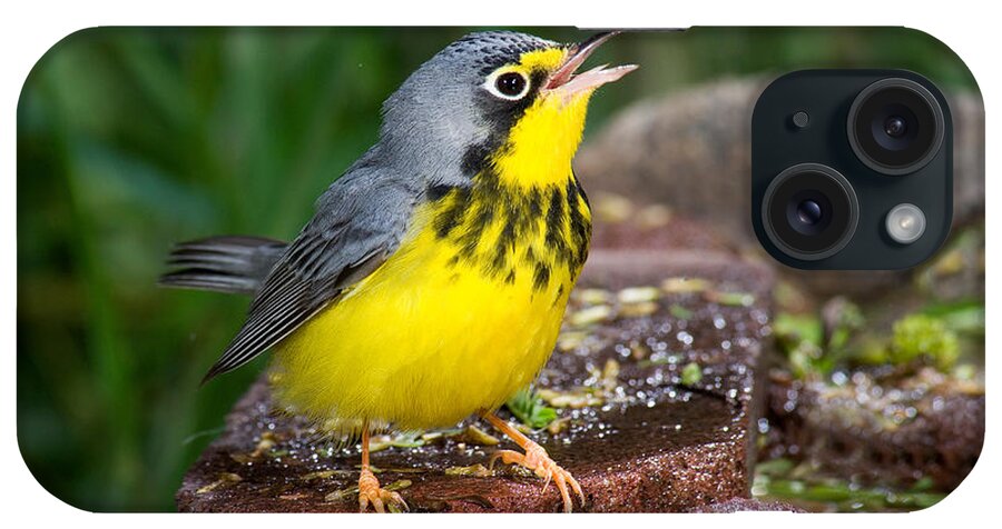 Canada Warbler iPhone Case featuring the photograph Canada Warbler #1 by Anthony Mercieca