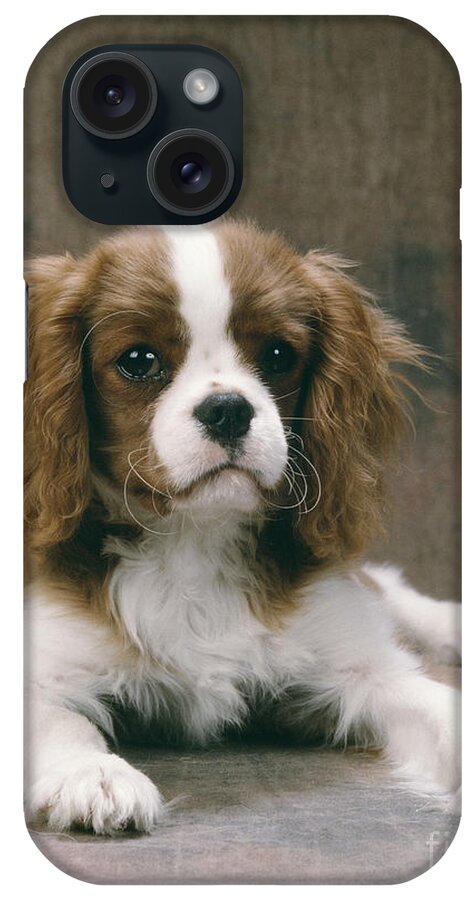 Dog iPhone Case featuring the photograph Cavalier King Charles Spaniel Pup #1 by John Daniels