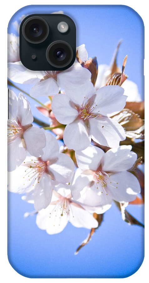 Flowers iPhone Case featuring the photograph Cherry tree Blossoms Close up #1 by Raimond Klavins
