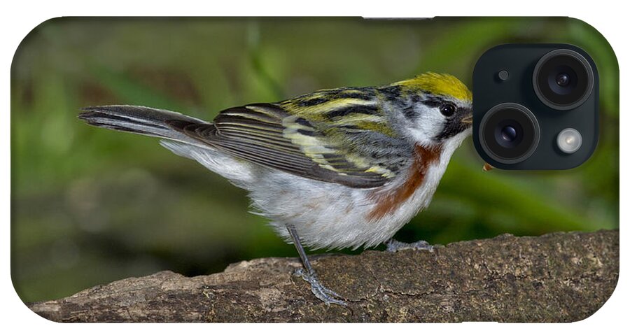 Chestnut-sided Warbler iPhone Case featuring the photograph Chestnut-sided Warbler #1 by Anthony Mercieca