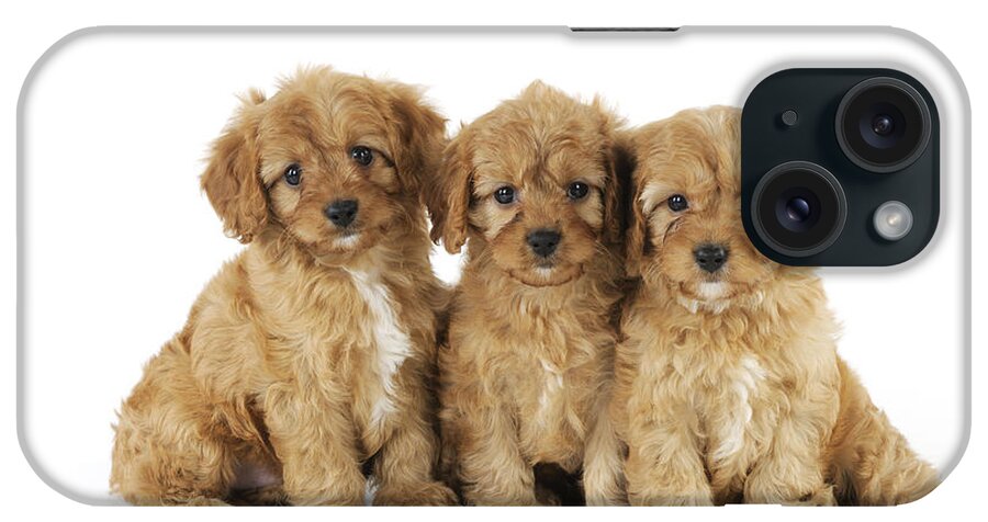 Dog iPhone Case featuring the photograph Cockapoo Puppy Dogs #1 by John Daniels