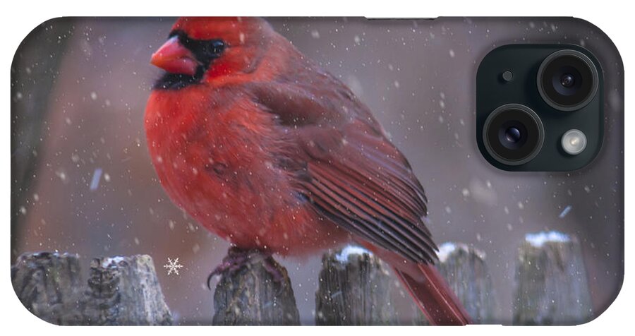 Cardinal iPhone Case featuring the photograph Cold Cardinal #1 by Cathy Kovarik