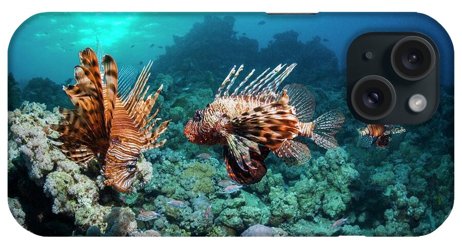 Pterois Miles iPhone Case featuring the photograph Common Lionfish #1 by Georgette Douwma