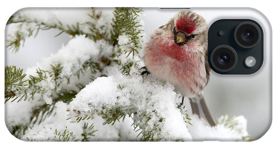 Feb0514 iPhone Case featuring the photograph Common Redpoll Male Nova Scotia Canada #1 by Scott Leslie
