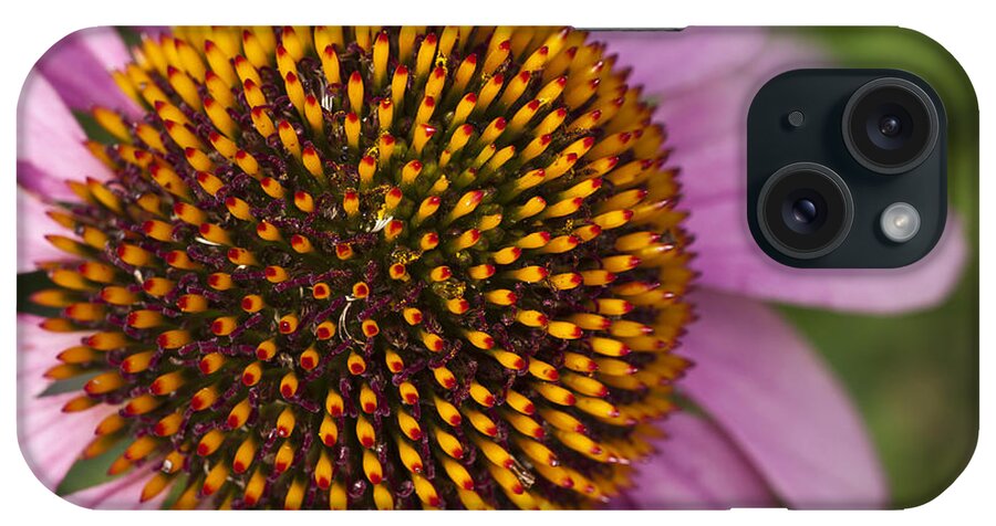 Cumc iPhone Case featuring the photograph Cone Flower-2 by Charles Hite