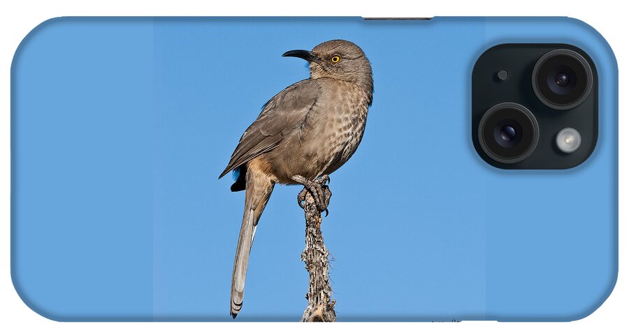 Animal iPhone Case featuring the photograph Curve-Billed Thrasher #1 by Jeff Goulden