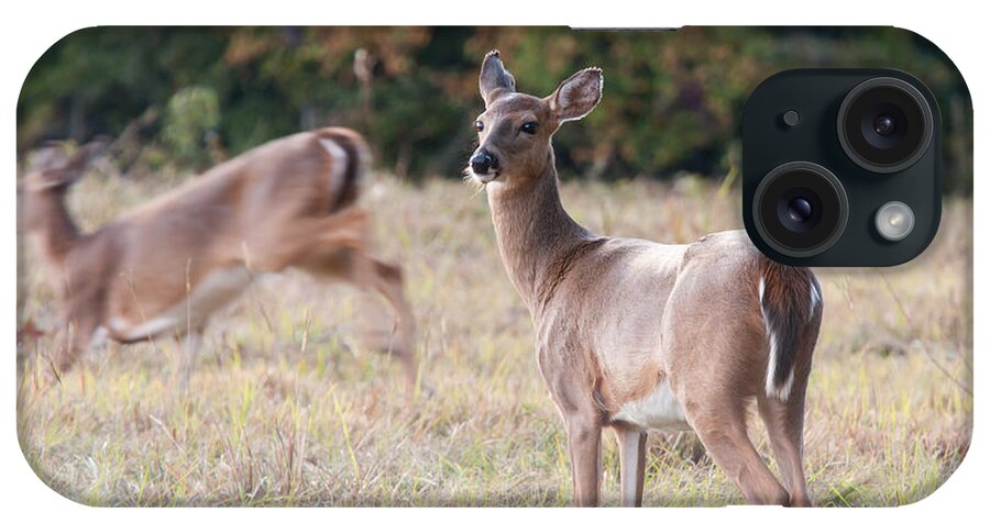 Deer iPhone Case featuring the photograph Deer at Paynes Prairie by Paul Rebmann