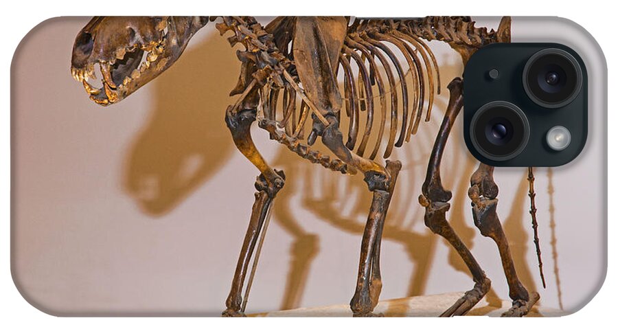 Nature iPhone Case featuring the photograph Dire Wolf #1 by Millard H. Sharp