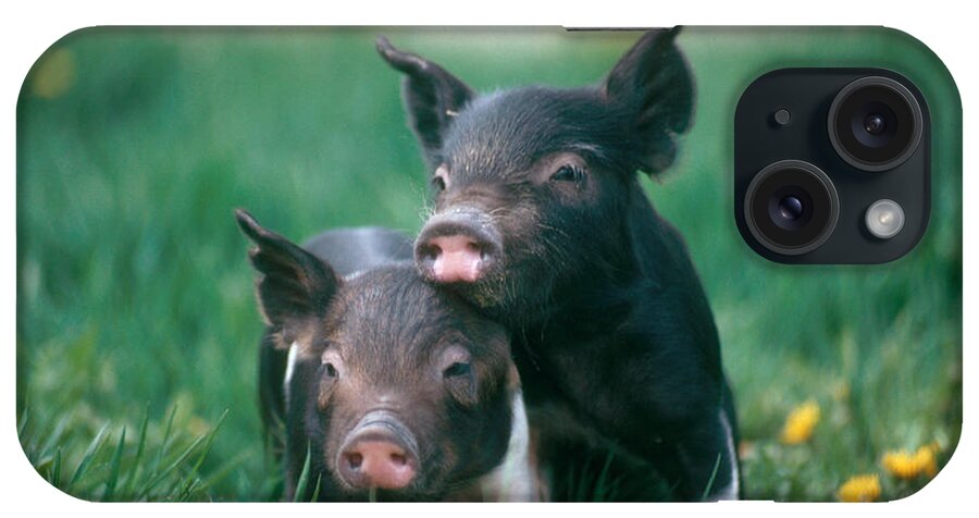 #faatoppicks iPhone Case featuring the photograph Domestic Piglets #1 by Alan Carey