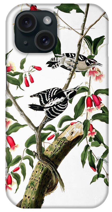 John James Audubon iPhone Case featuring the drawing Downy Woodpecker #1 by Celestial Images