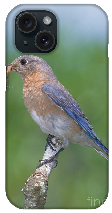 Vertical iPhone Case featuring the photograph Eastern Bluebird Sialia Sialis #1 by Millard H. Sharp
