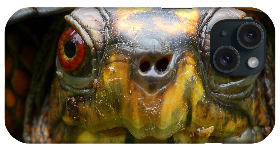 Eastern Box Turtle iPhone Case featuring the photograph Eastern Box Turtle 2 by Michael Eingle
