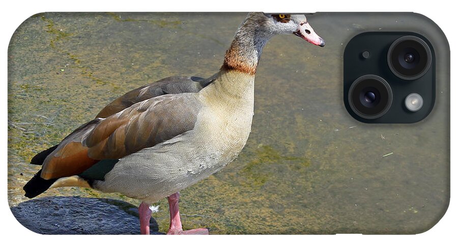 Birds iPhone Case featuring the photograph Egyptian Goose #1 by Tony Murtagh