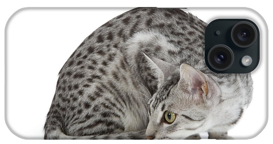 Cat iPhone Case featuring the photograph Egyptian Mau Cat #1 by Jean-Michel Labat