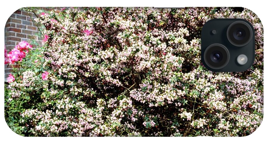 Escallonia Apple Blossom. iPhone Case featuring the photograph Escallonia Apple Blossom. by Science Photo Library