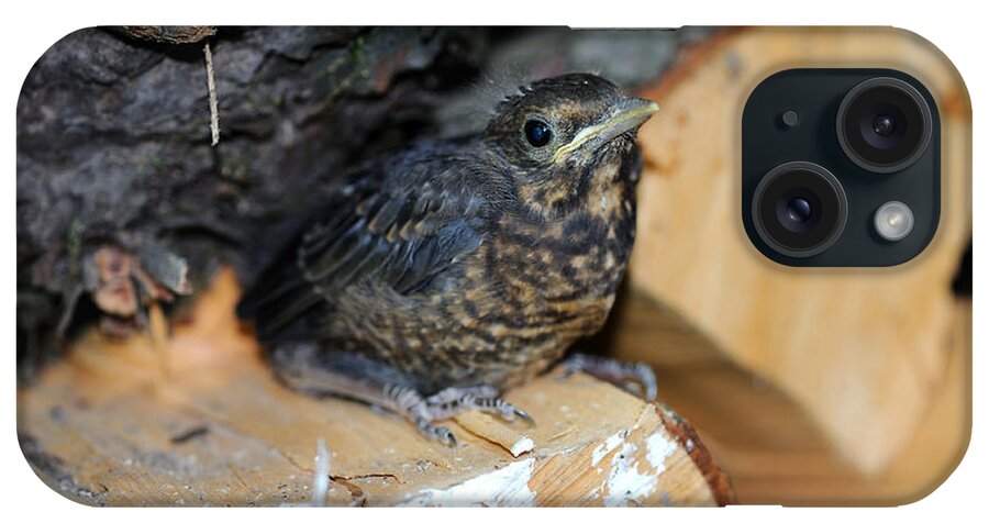European Blackbird iPhone Case featuring the photograph European Blackbird Chick #1 by Reiner Bernhardt