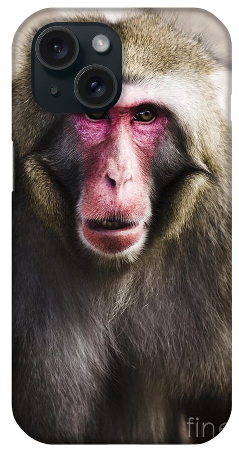 Monkey iPhone Case featuring the photograph Face of a Japanese Macaques monkey #1 by Jorgo Photography