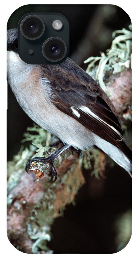 Fiscal Flycatcher iPhone Case featuring the photograph Fiscal Flycatcher #1 by Tony Camacho/science Photo Library