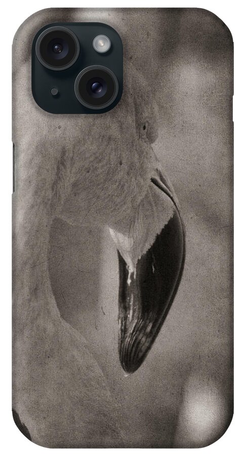 American Flamingo iPhone Case featuring the photograph Flamingo on a Fall Day by Theo O'Connor