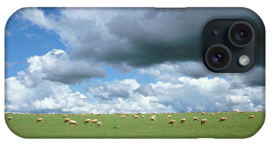 Photography iPhone Case featuring the photograph Flock Of Sheep Grazing In A Field, New #1 by Animal Images