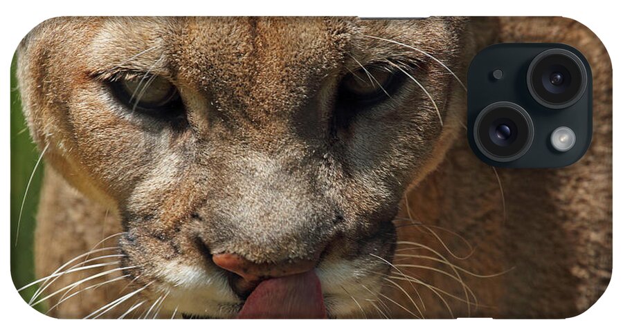 Florida Panther iPhone Case featuring the photograph Florida Panther by Meg Rousher