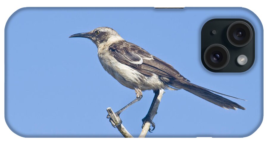 Bird iPhone Case featuring the photograph Galapagos Mockingbird #1 by William H. Mullins