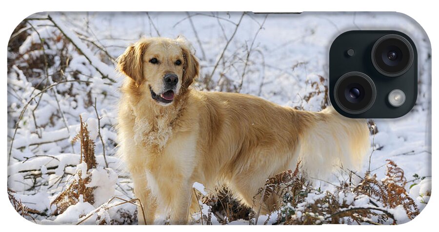 Dog iPhone Case featuring the photograph Golden Retriever In Snow #1 by John Daniels