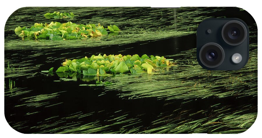 00202671 iPhone Case featuring the photograph Grasses And Lilies In Beaver Pond #2 by Gerry Ellis
