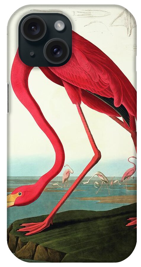 Illustration iPhone Case featuring the photograph Greater Flamingo #1 by Natural History Museum, London/science Photo Library