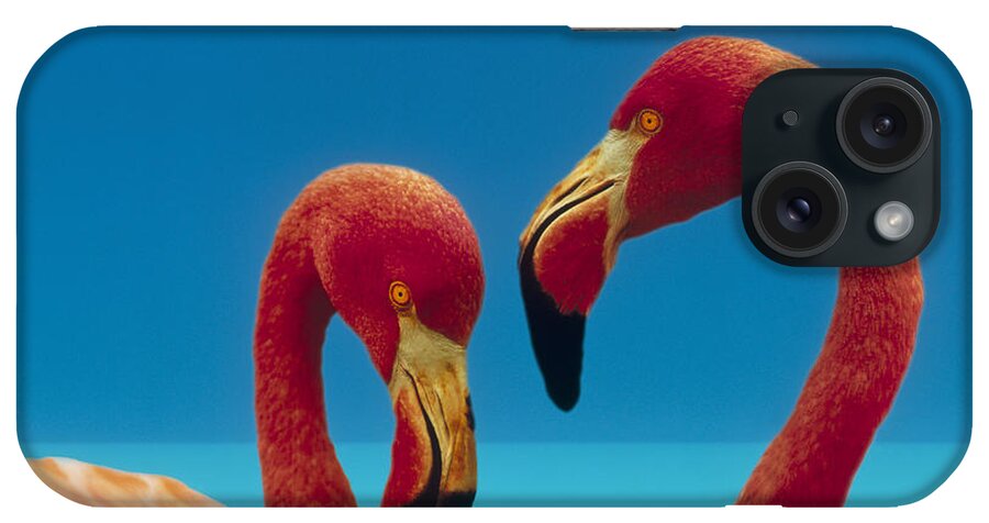 00172310 iPhone Case featuring the photograph Greater Flamingo Phoenicopterus Ruber #2 by Tim Fitzharris