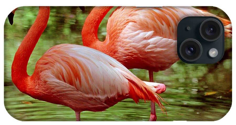 Animal iPhone Case featuring the photograph Greater Flamingoes by Millard H Sharp