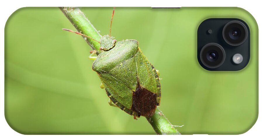 Animal iPhone Case featuring the photograph Green Shield Bug #1 by Natural History Museum, London