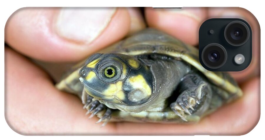 Yellow-spotted River Turtle iPhone Case featuring the photograph Hatchling Yellow-spotted River Turtle #1 by Sinclair Stammers/science Photo Library