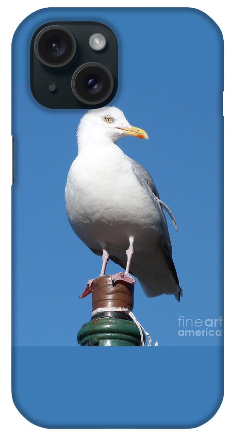 Birds iPhone Case featuring the photograph Herring Gull #2 by Phil Banks