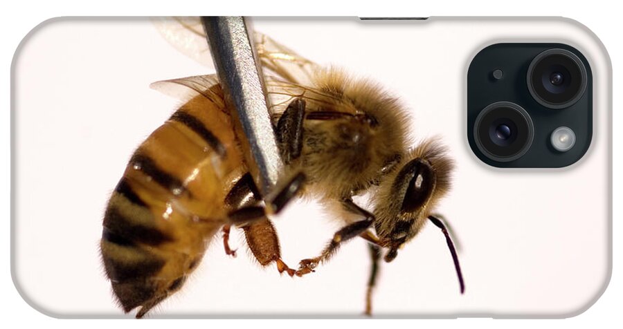 Apis Mellifera iPhone Case featuring the photograph Honeybee #1 by Louise Murray/science Photo Library