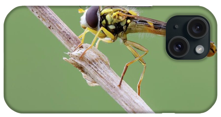 April iPhone Case featuring the photograph Hoverfly #1 by Heath Mcdonald