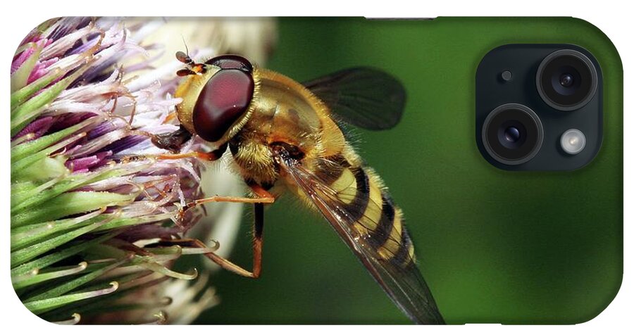Rhingia Campestris iPhone Case featuring the photograph Hoverfly #1 by John Devries/science Photo Library