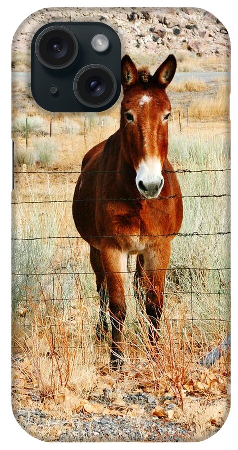 Mule iPhone Case featuring the photograph Howday #1 by Marilyn Diaz