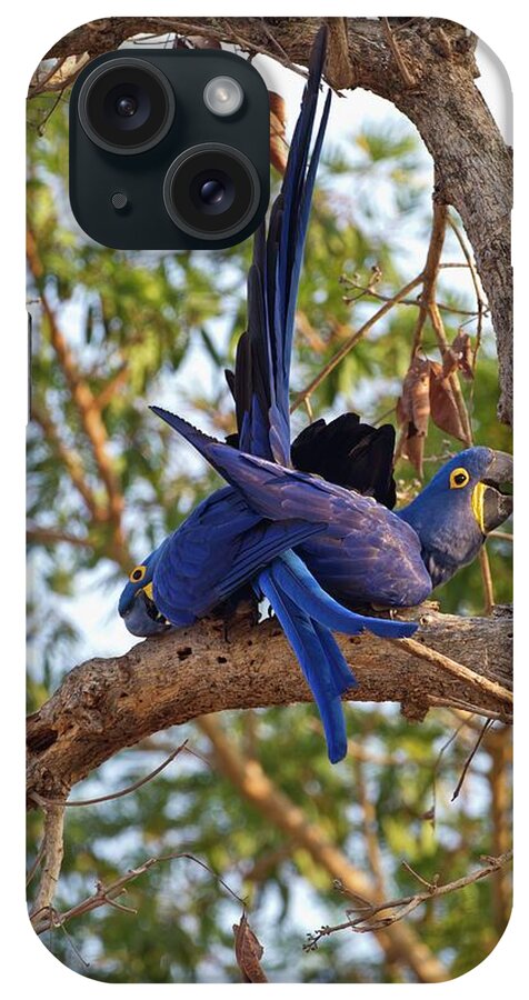 Animal iPhone Case featuring the photograph Hyacinth Macaws In A Tree #1 by John Devries/science Photo Library