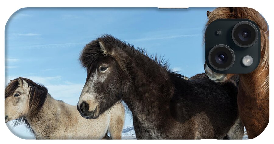 Animal iPhone Case featuring the photograph Iceland Icelandic Horses Credit #1 by Jaynes Gallery