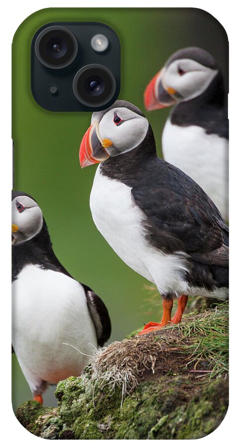 Atlantic Puffin iPhone Case featuring the photograph Iceland, Westfjords, A Group #1 by Ellen Goff